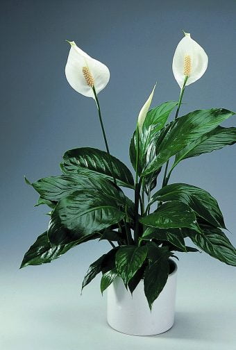 Fredskalla Spatiphyllum wallisii