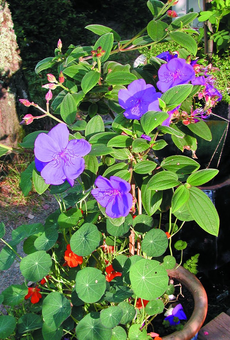 Diadembuske Tibouchina semidecandra