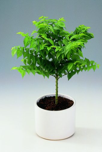 Dvärgalm Ulmus elegantissima