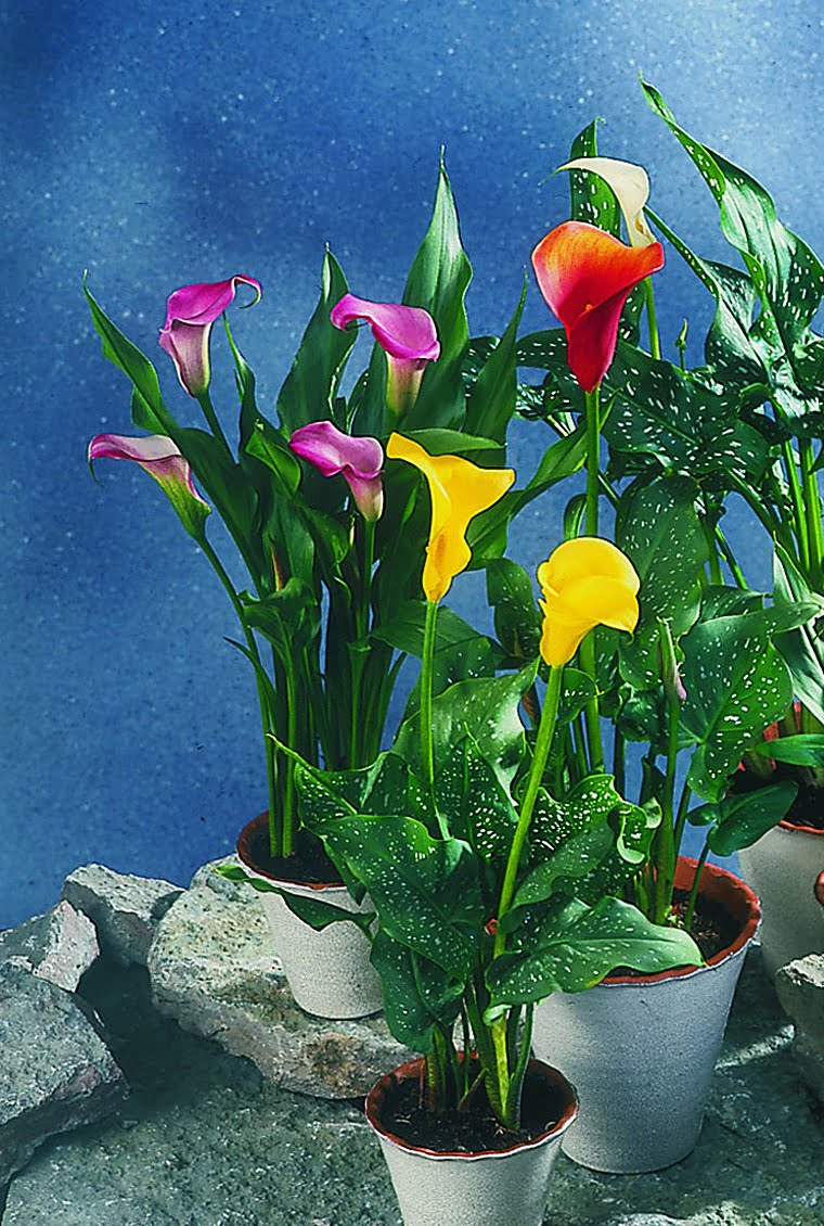 Kalla Zantedeschia