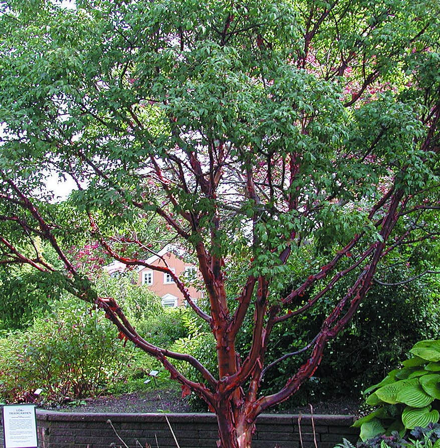 Kopparlönn Acer griseum