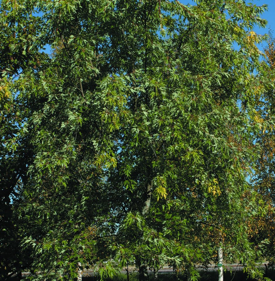 Flikbladig silverlönn Acer saccharinum ’Laciniatum Wieri’