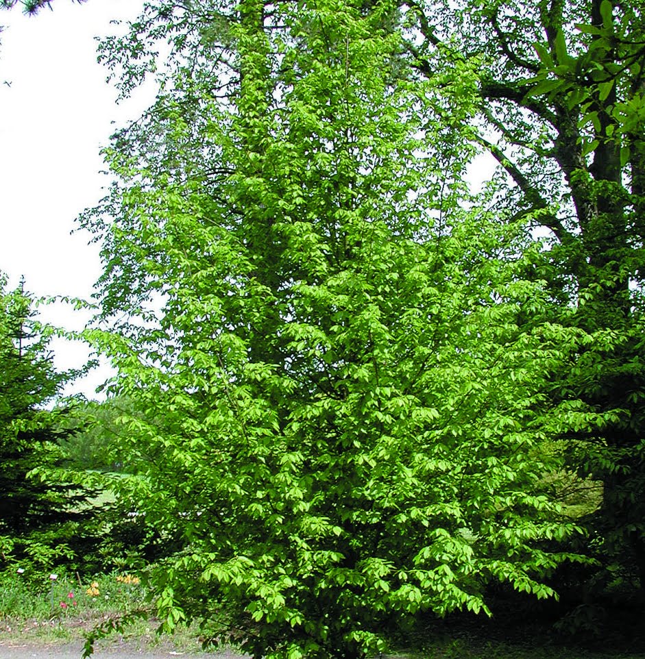 Avenbok Carpinus betulus ’Frans Fontaine’