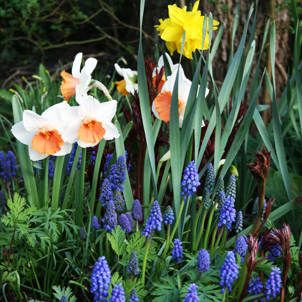 Nu vaknar trädgården