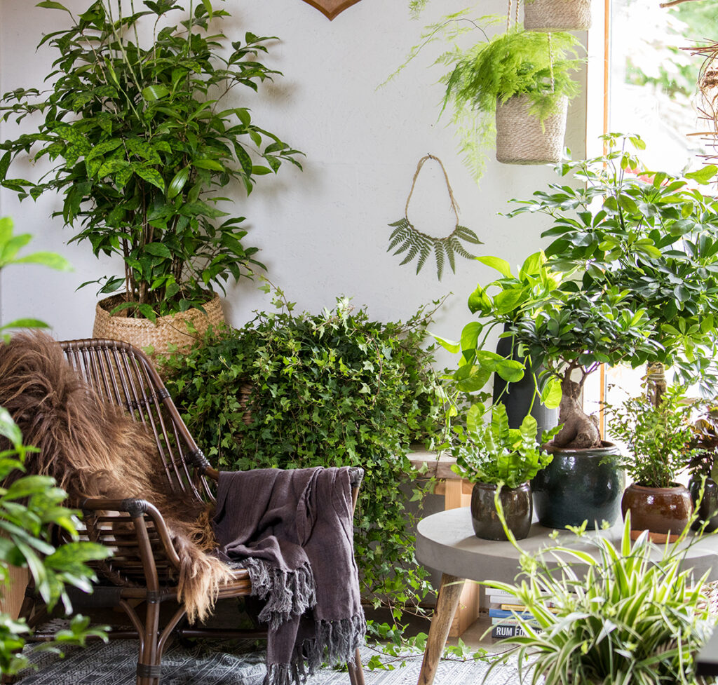 Skapa en levande oas inomhus och utomhus