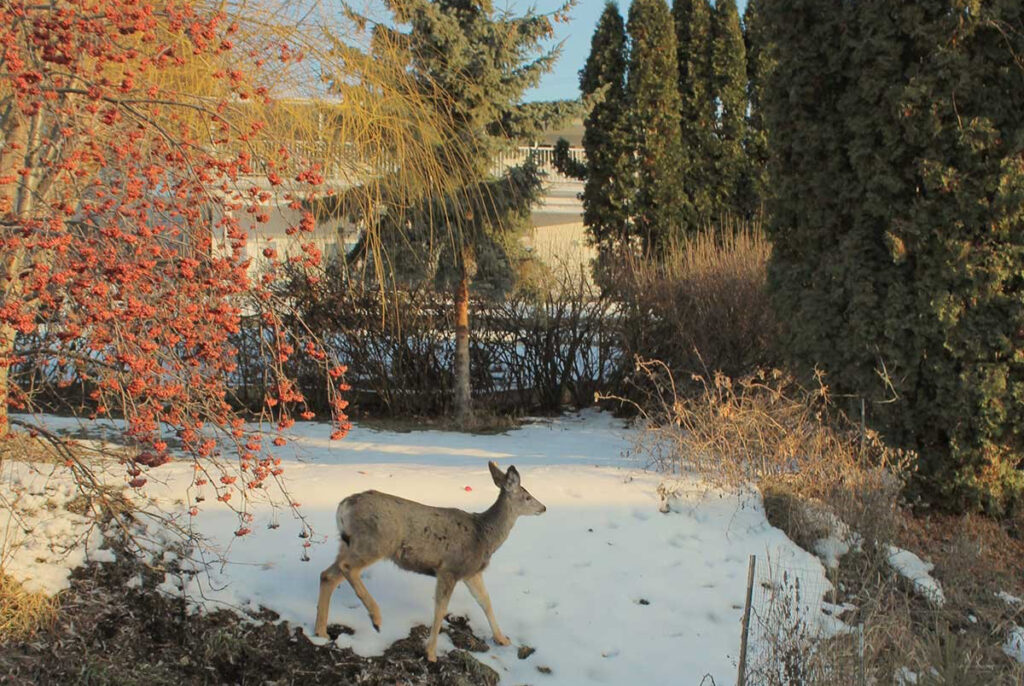 Skydda trädgården från vinterns faror