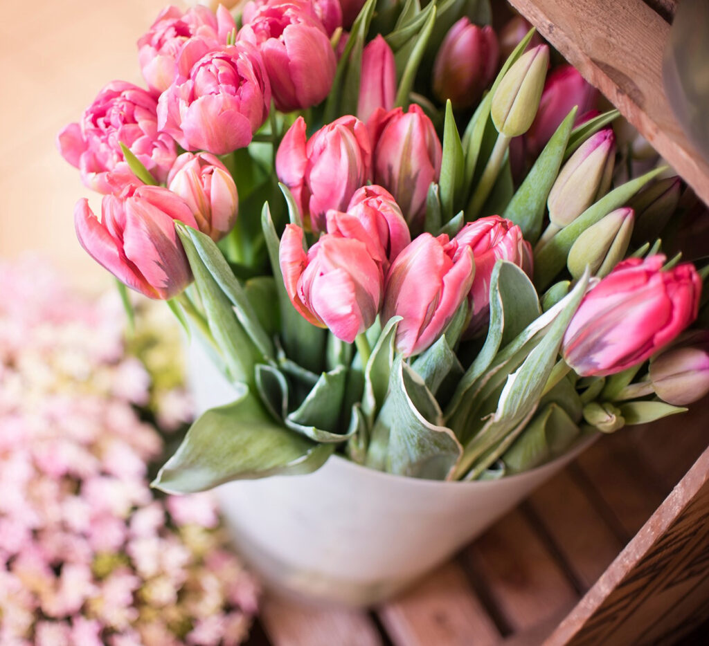 Tulpaner – ett vårtecken i vas