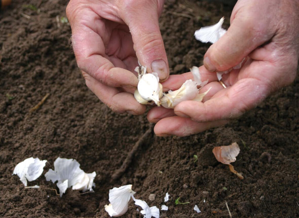 Förbered trädgården för vintern