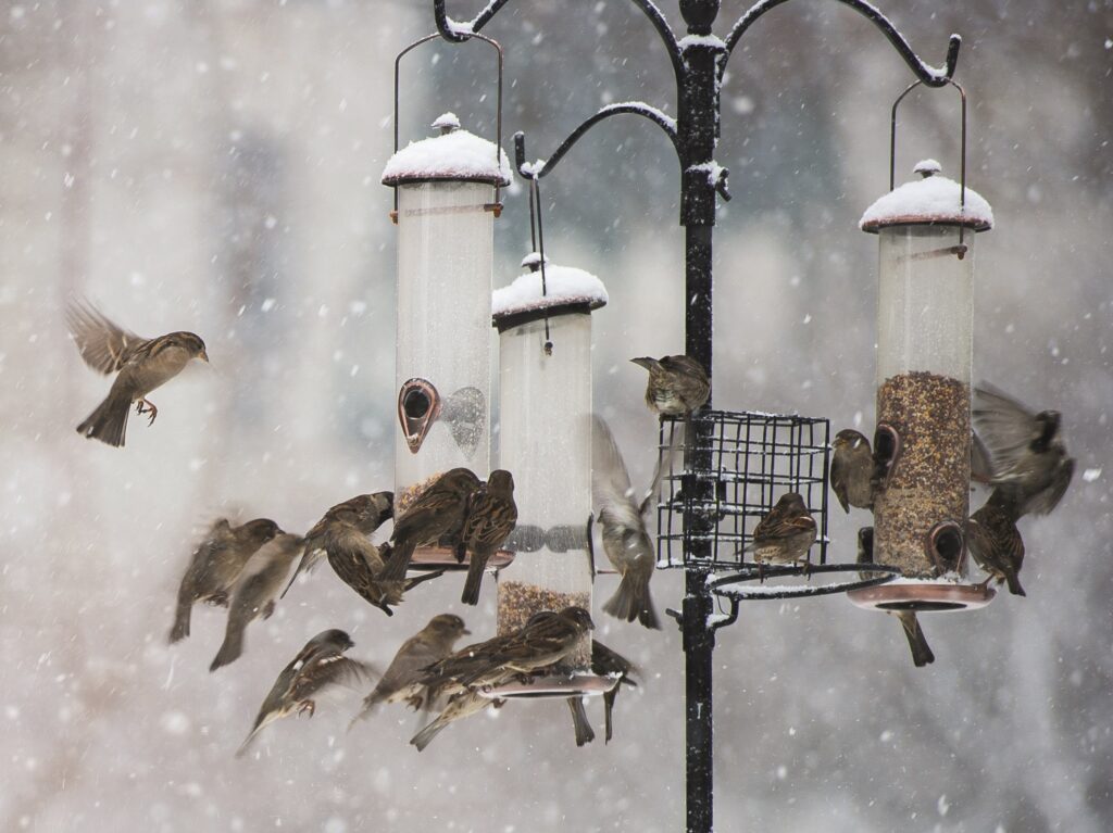 Ta hand om trädgårdens vänner