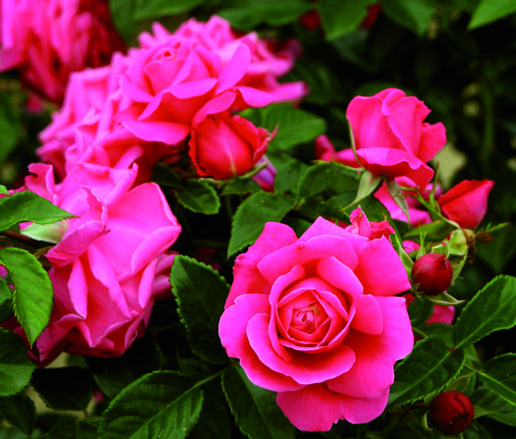 Rosor
